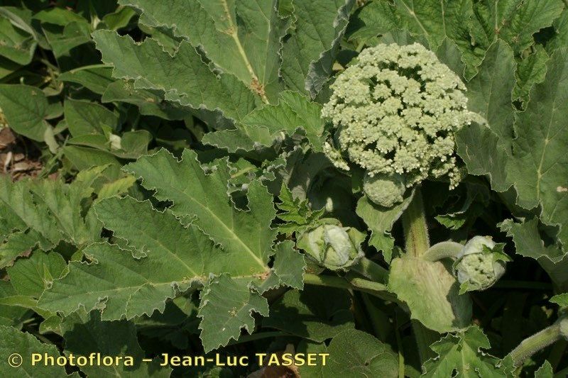 Heracleum antasiaticum