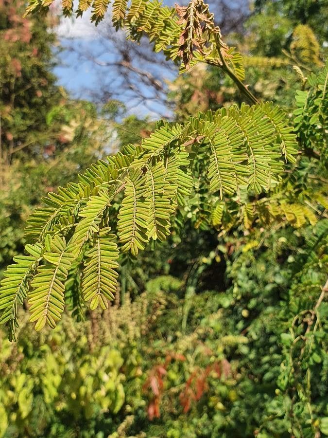 Pterolobium stellatum — related species from the same genus