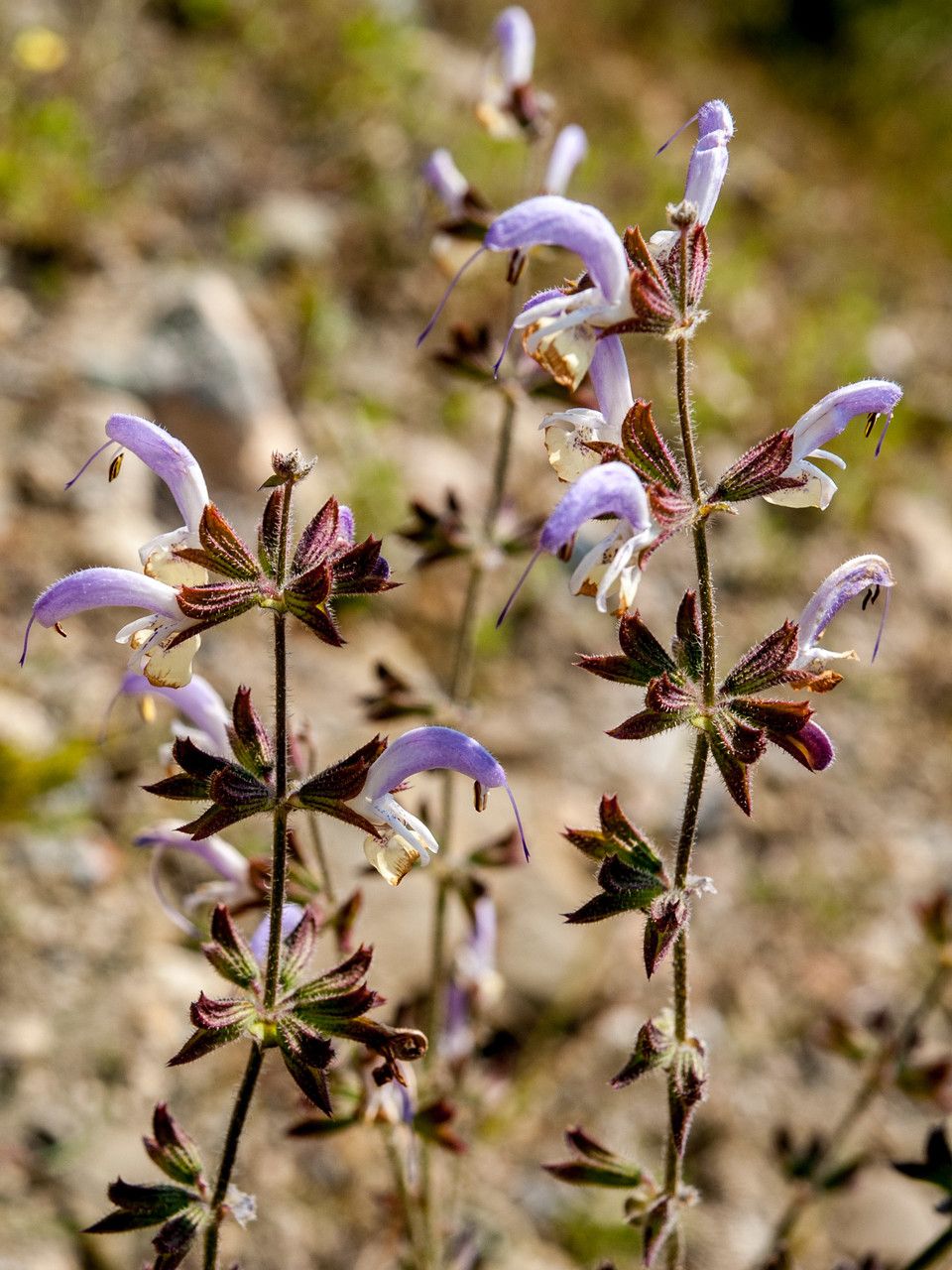 Salvia veneris flower