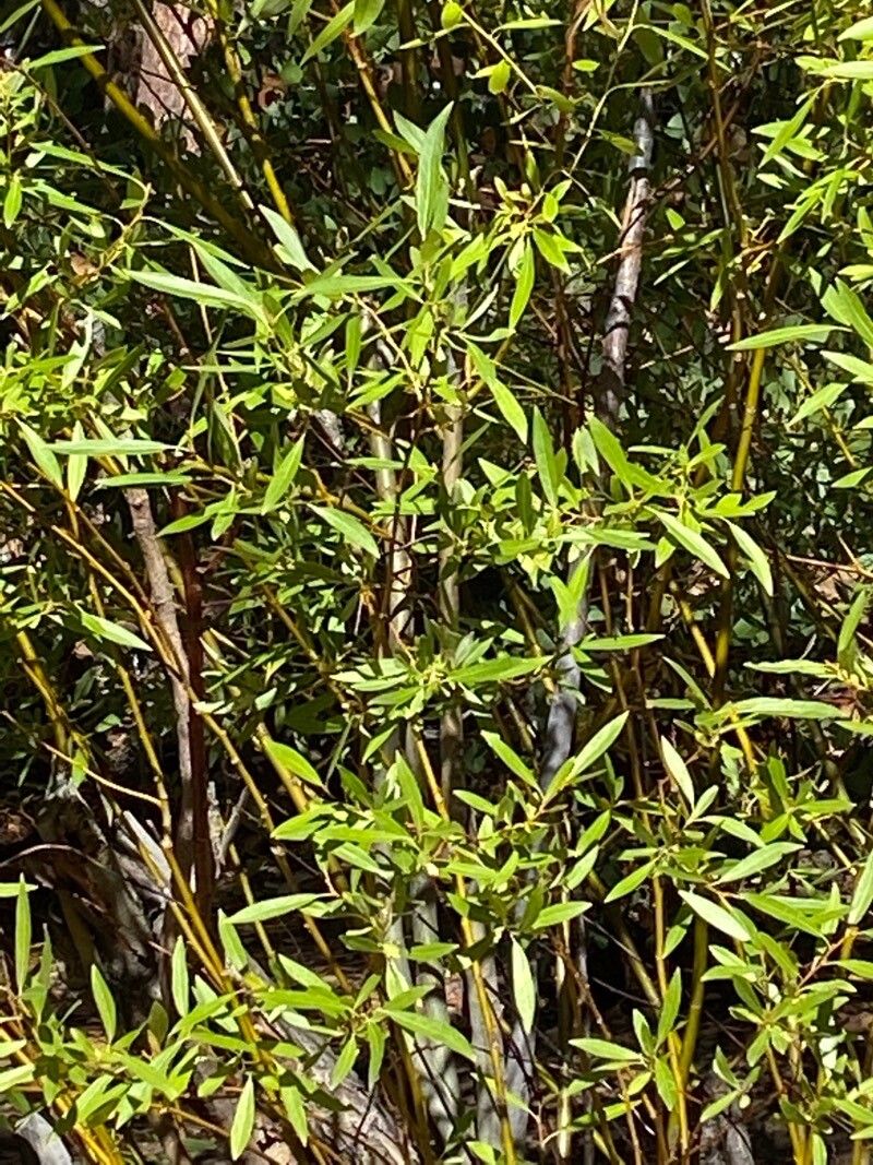 Salix geyeriana — houseplant care guide