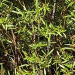 Salix geyeriana