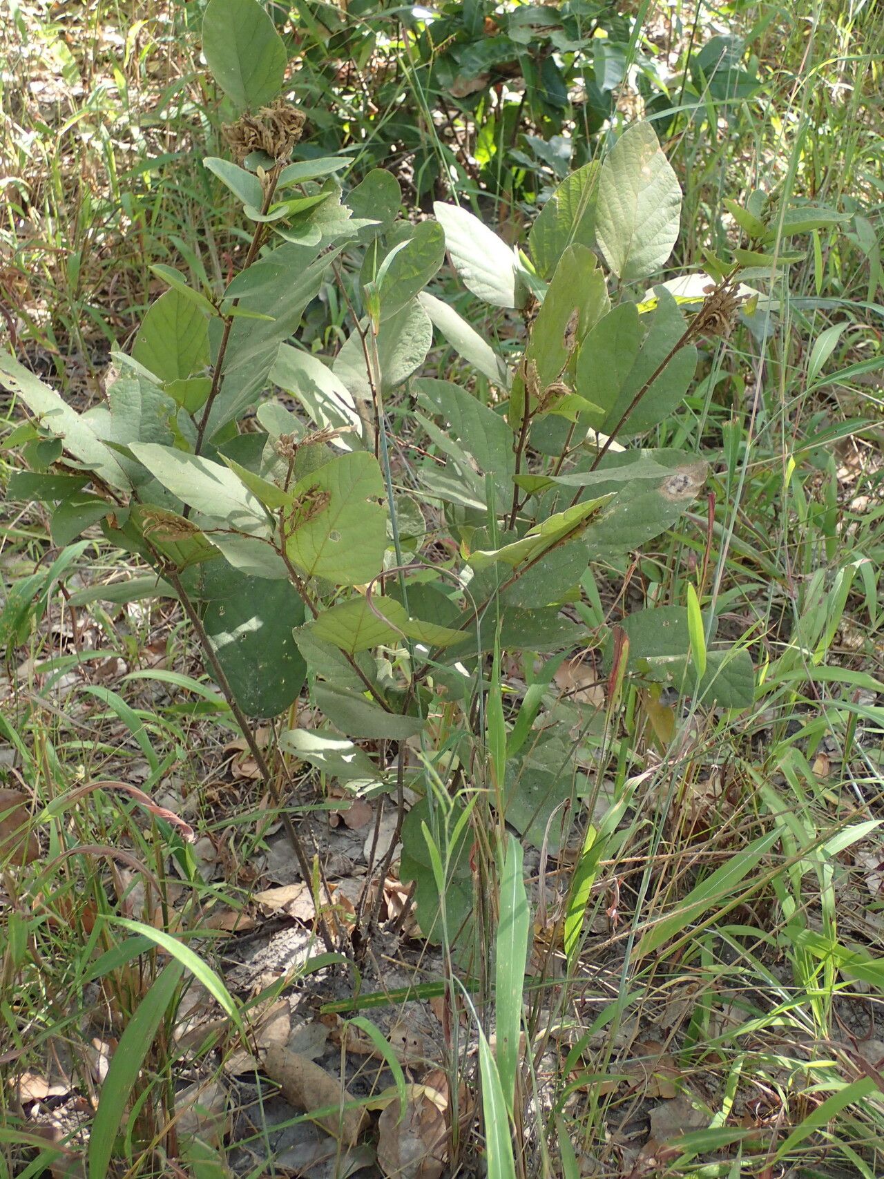 Desmodium velutinum habit