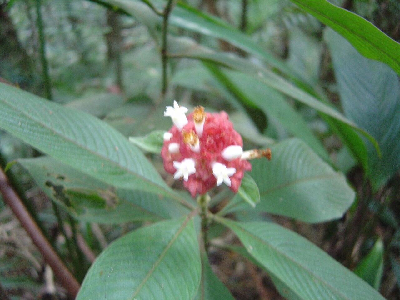 Palicourea ruelliifolia flower