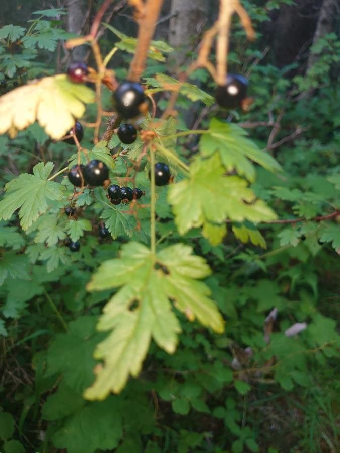 Ribes lacustre fruit