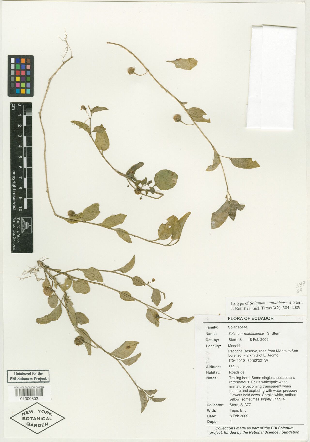 Solanum manabiense — houseplant care guide