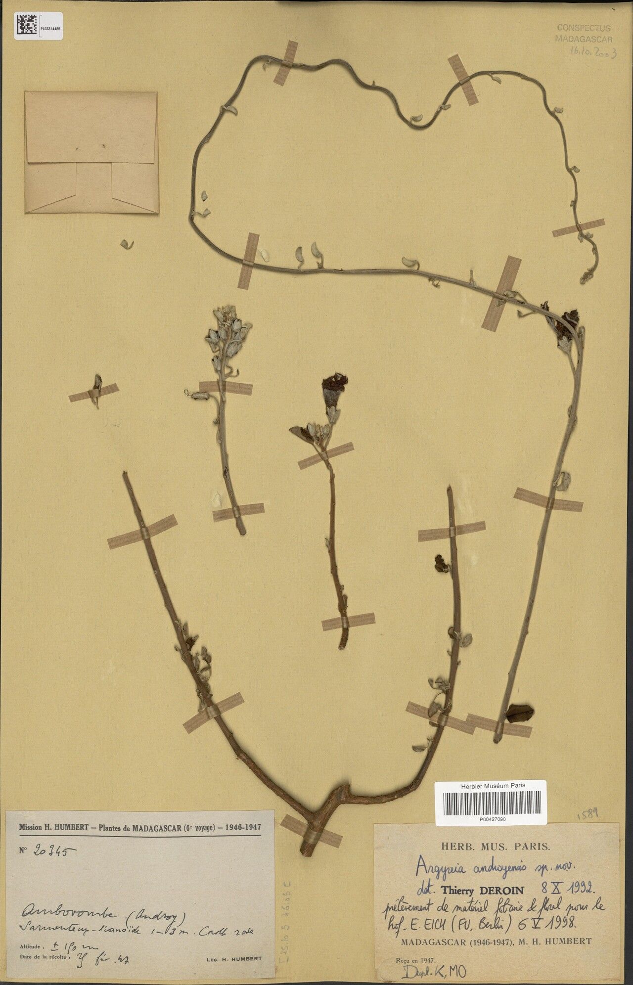 Argyreia androyensis — related species from the same genus