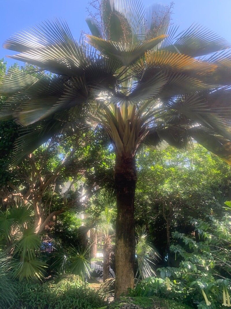 Copernicia fallaensis leaf