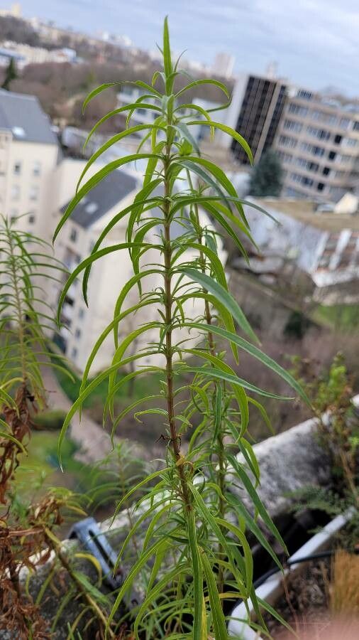 Penstemon roseus leaf