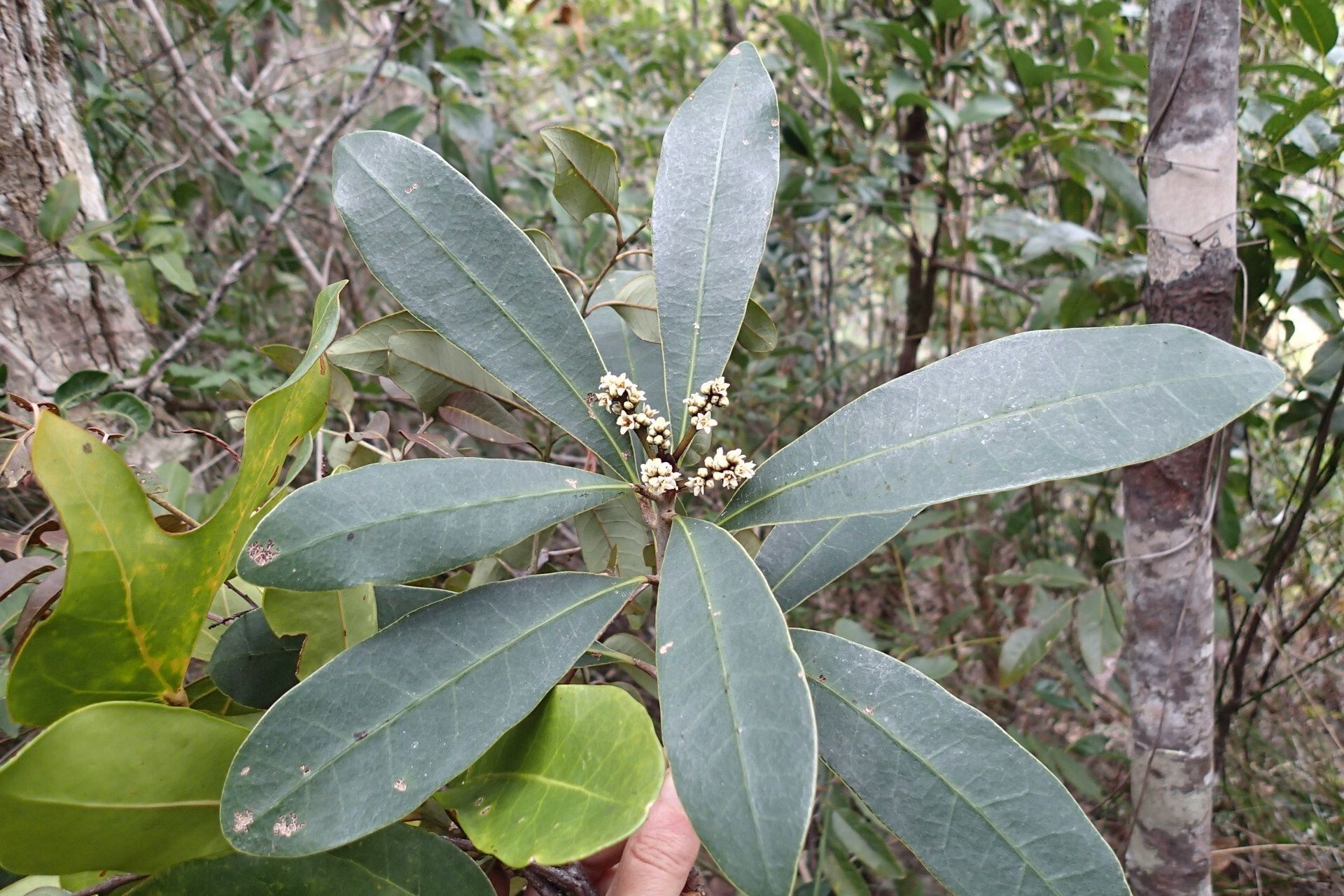 Semecarpus poyaensis habit