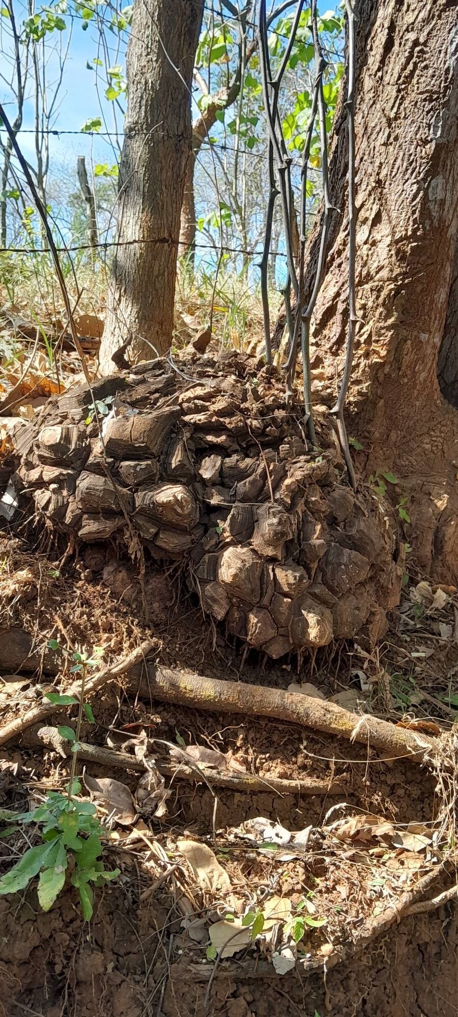 Dioscorea convolvulacea other