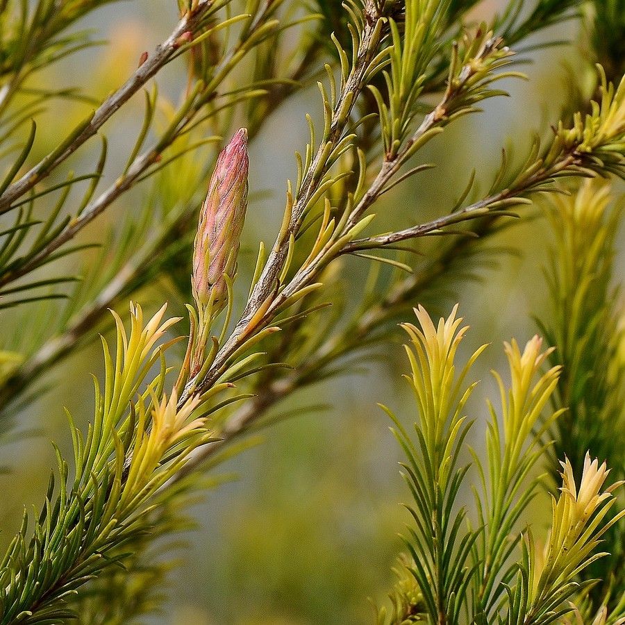 Melaleuca armillaris flower