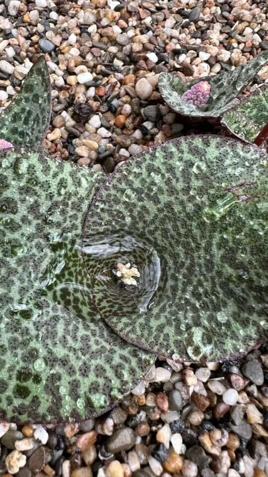 Drimia delagoensis — related species from the same genus