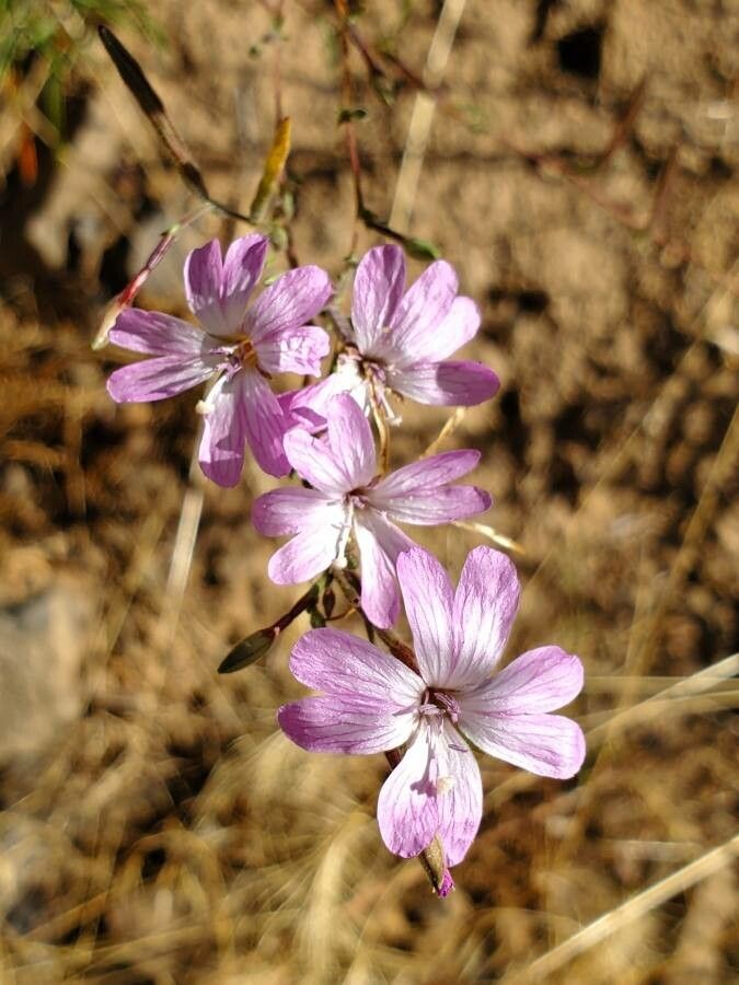 Stephanomeria virgata — houseplant care guide