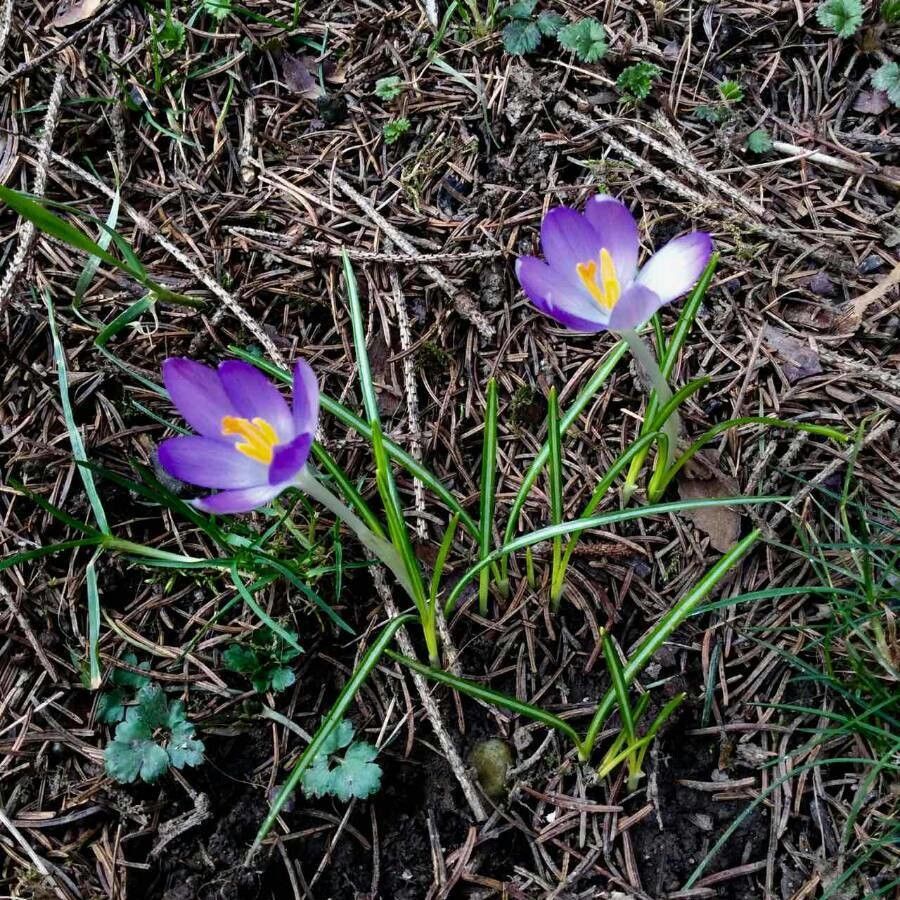 Crocus imperati flower