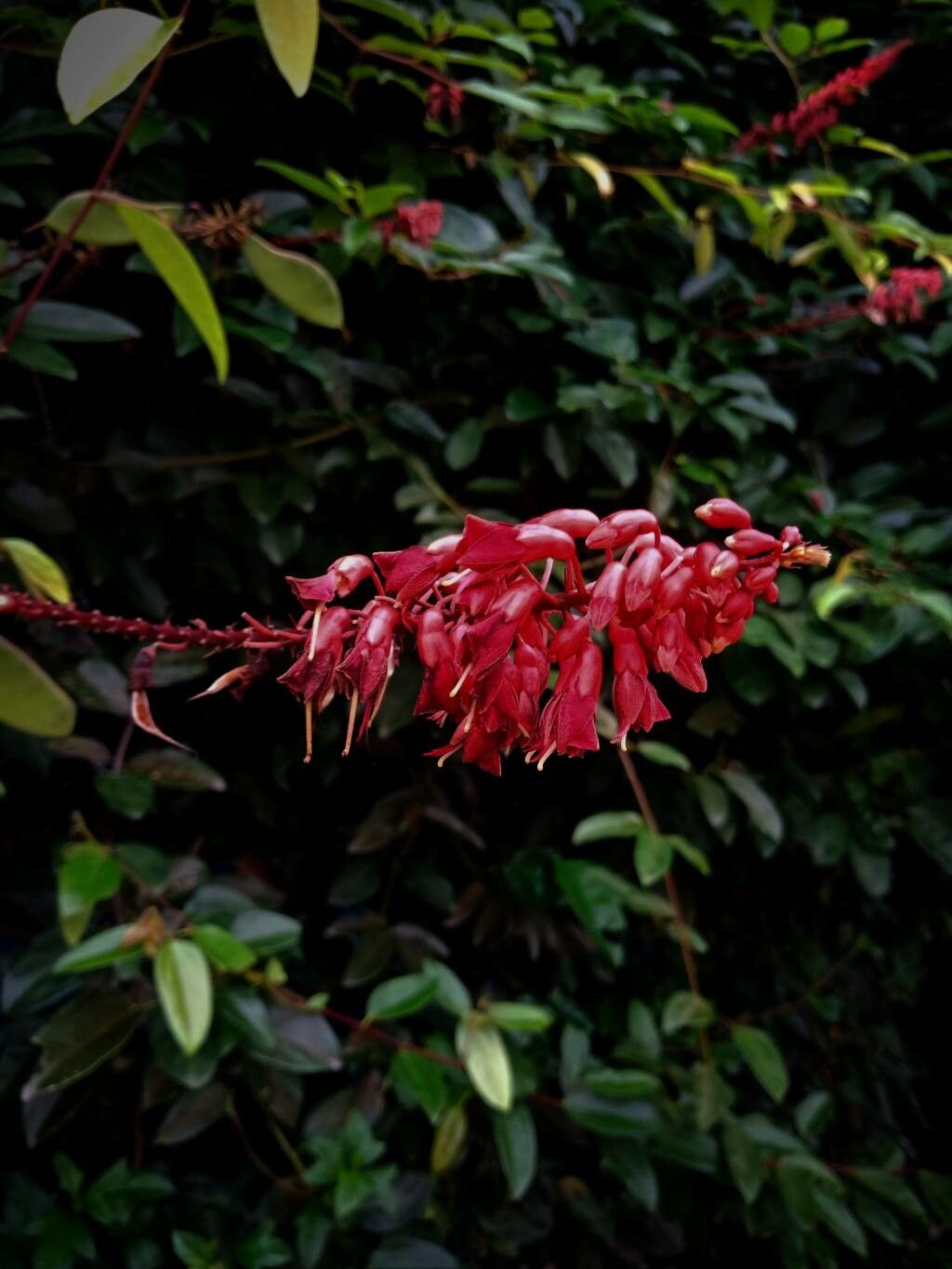 Lysiphyllum strychnifolium flower