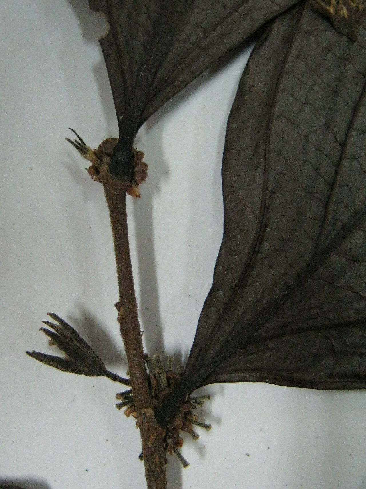 Casearia pitumba other