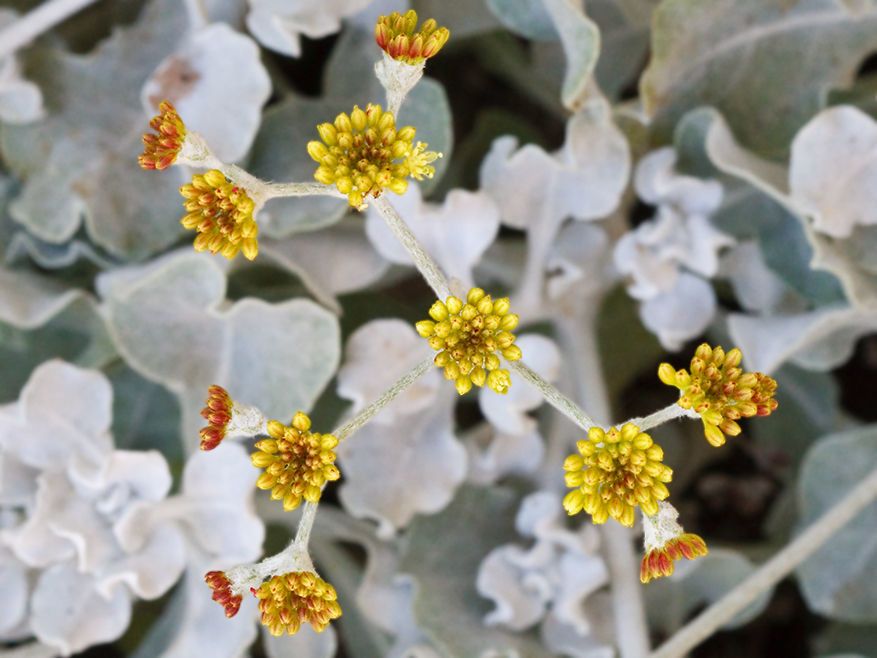 Eriogonum crocatum flower