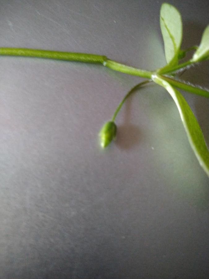 Cerastium cerastoides fruit