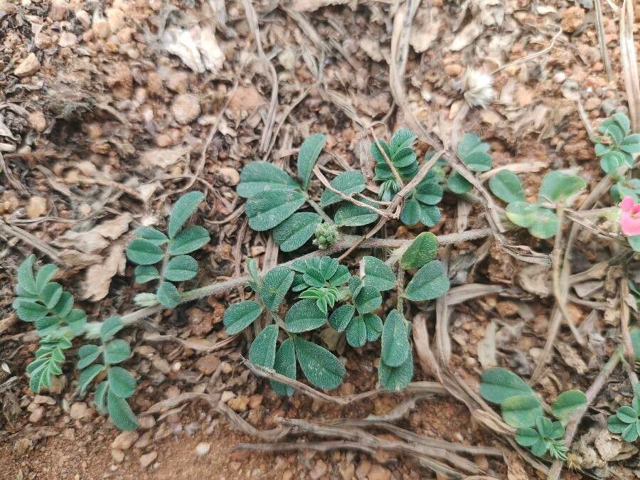 Indigofera linnaei — search result for 'Indigofera'