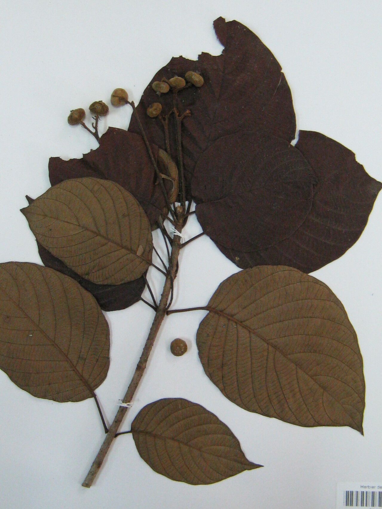 Guettarda spruceana other