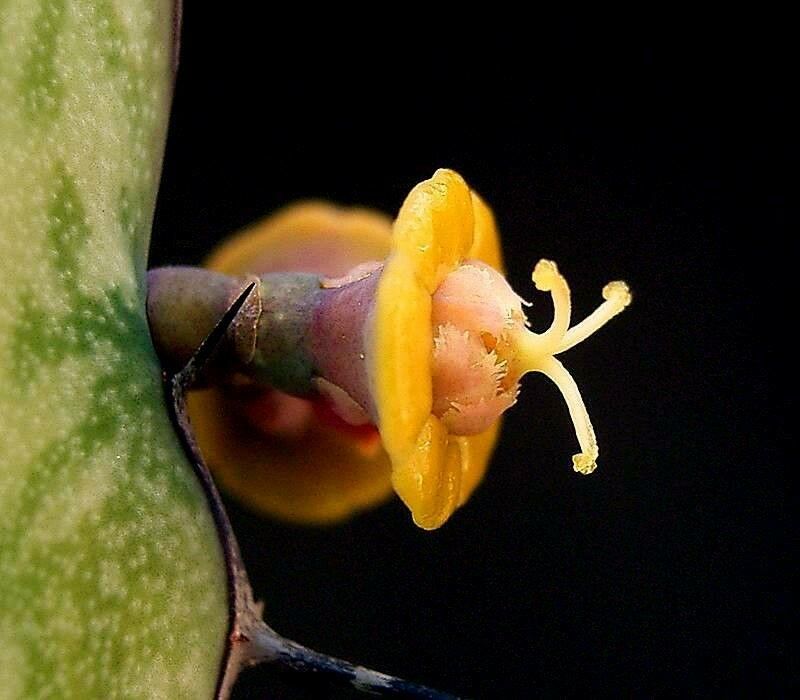 Euphorbia tenuispinosa flower