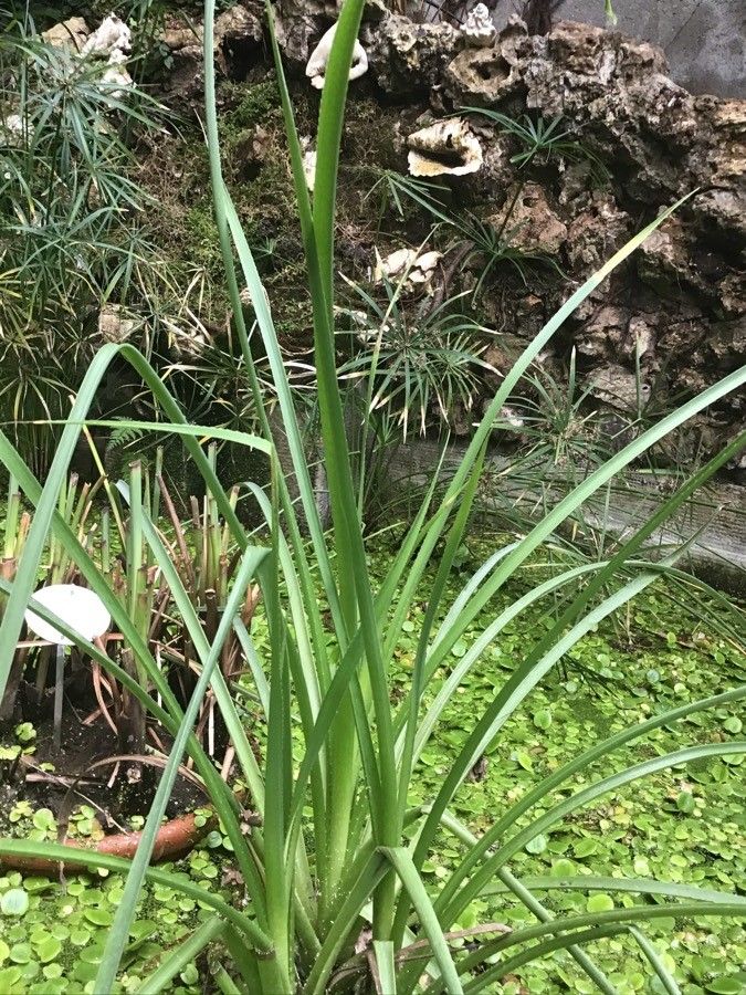 Eryngium pandanifolium