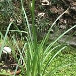 Eryngium pandanifolium