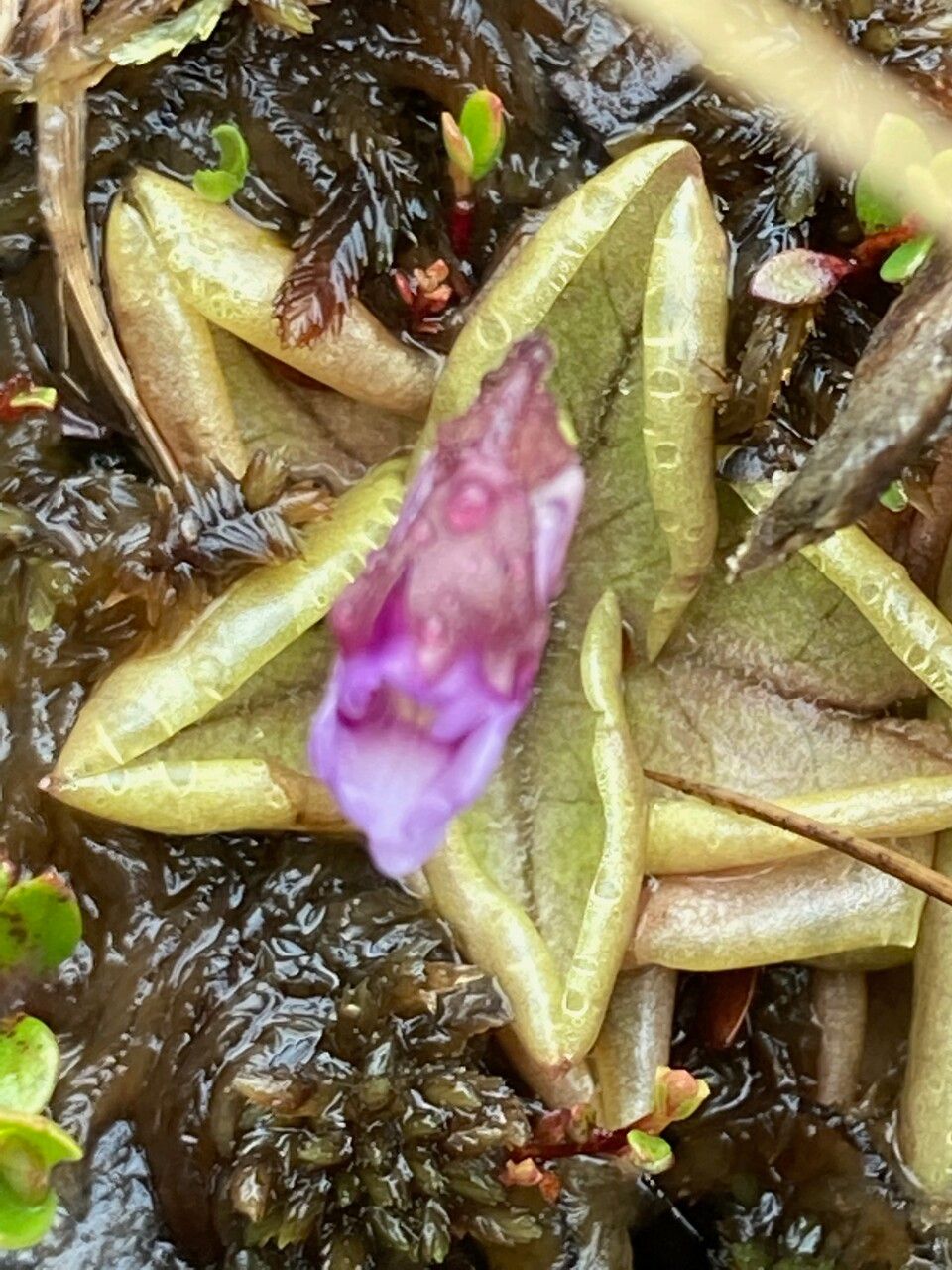 Pinguicula calyptrata leaf