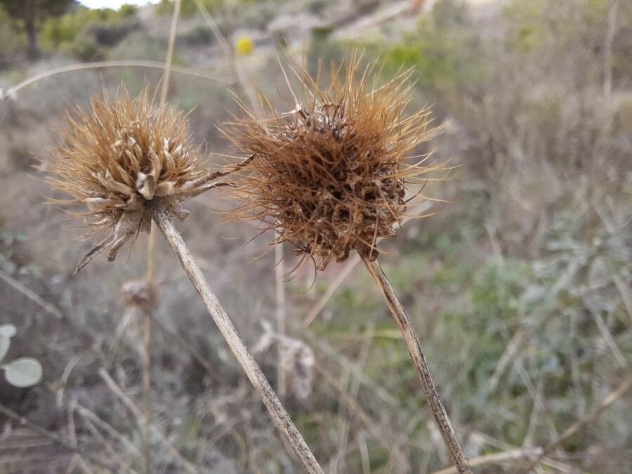 Scabiosa atropurpurea fruit