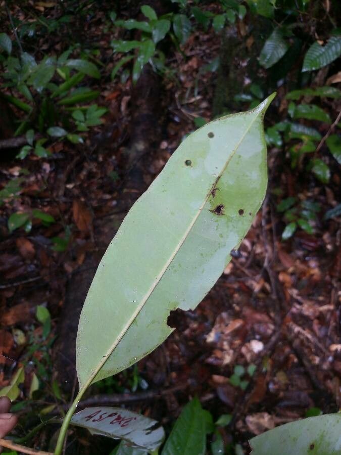 Aspidosperma excelsum leaf