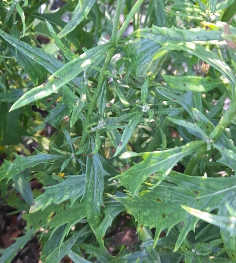 Jacobaea lycopifolia — search result for 'Jacobaea'