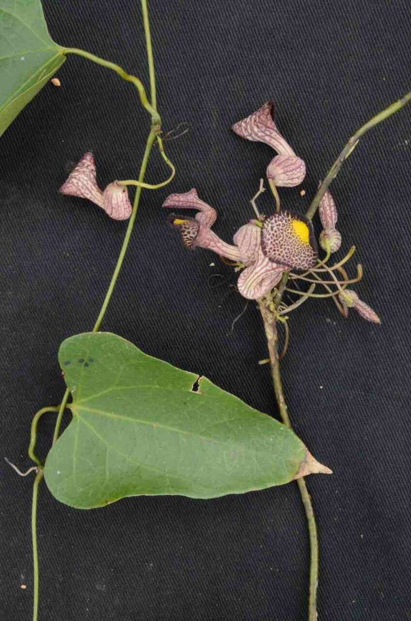 Aristolochia triangularis leaf