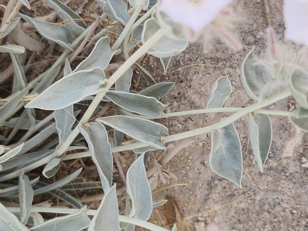 Convolvulus cephalophorus leaf