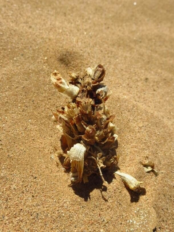 Cistanche phelypaea fruit