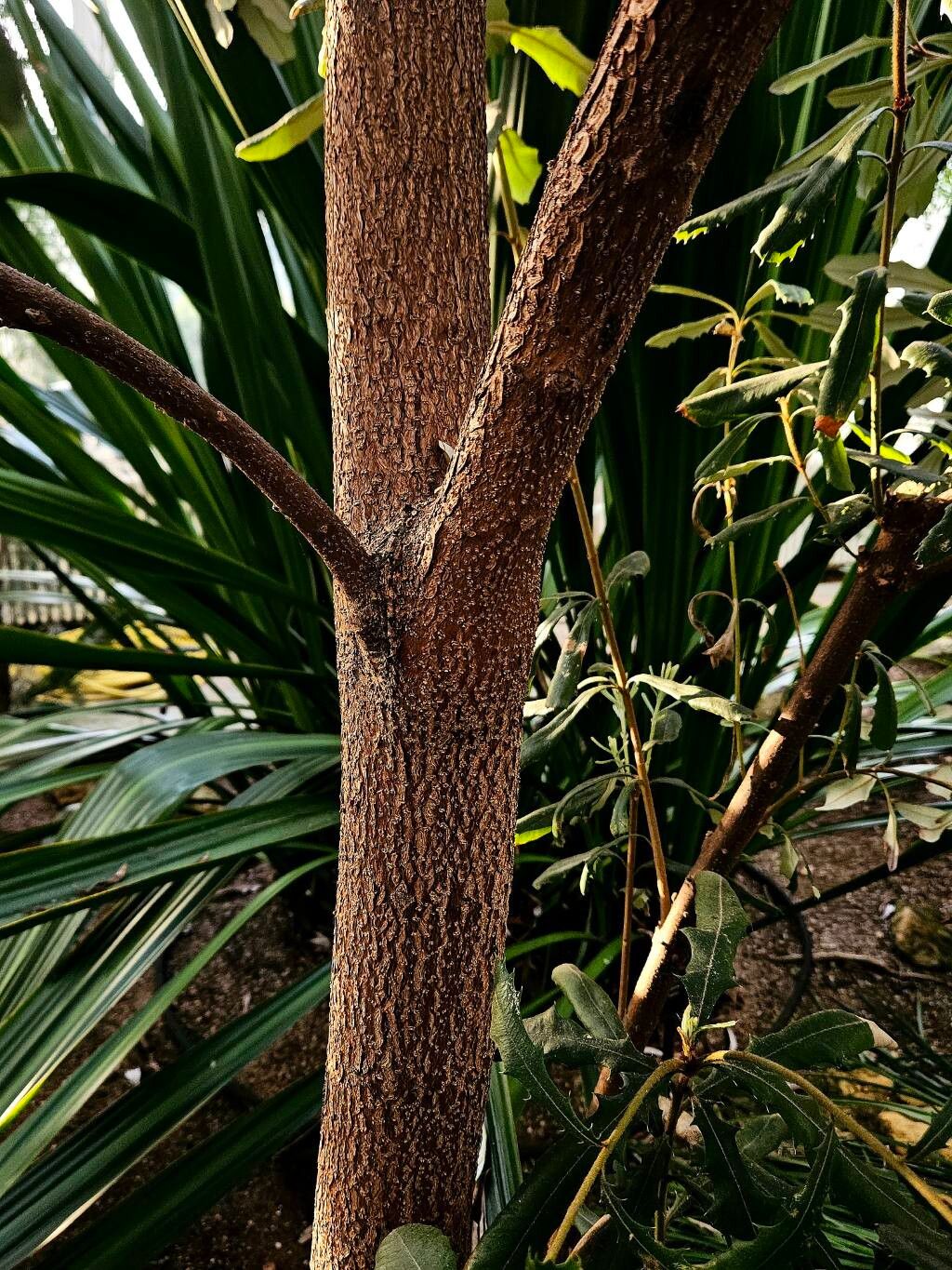 Banksia montana bark