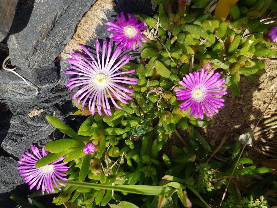Disphyma crassifolium flower