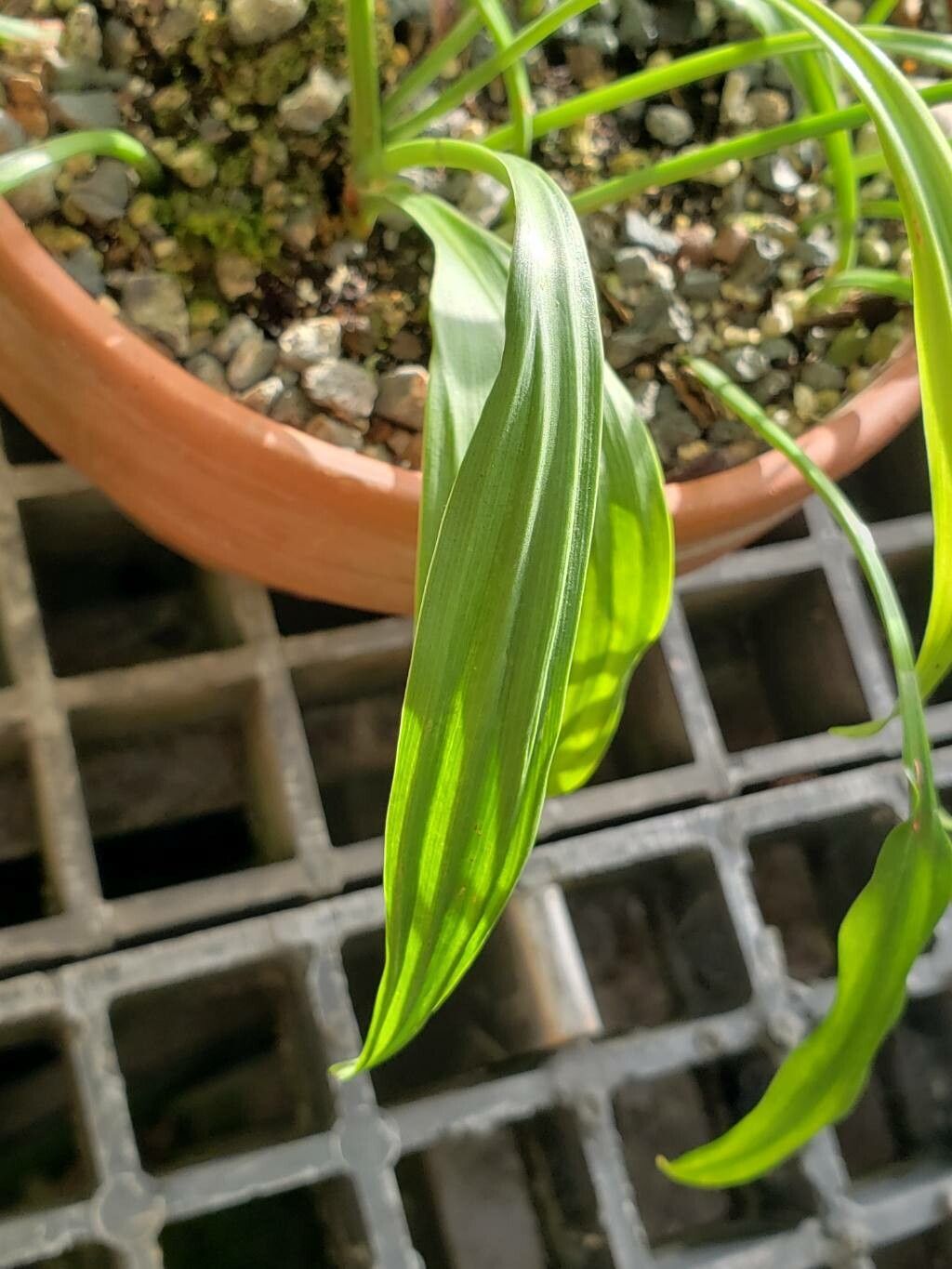 Urceolina candida — related species from the same genus