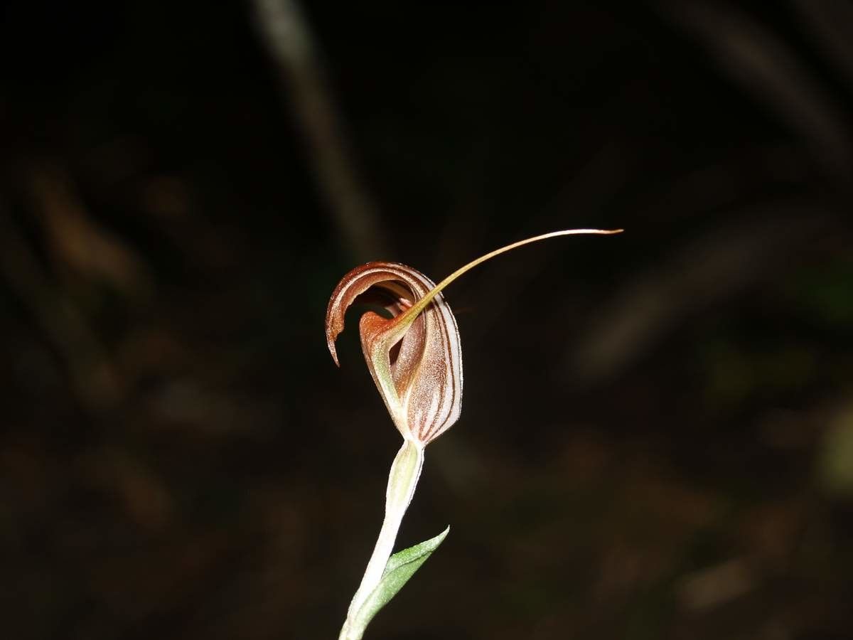 Pterostylis tenuicauda flower