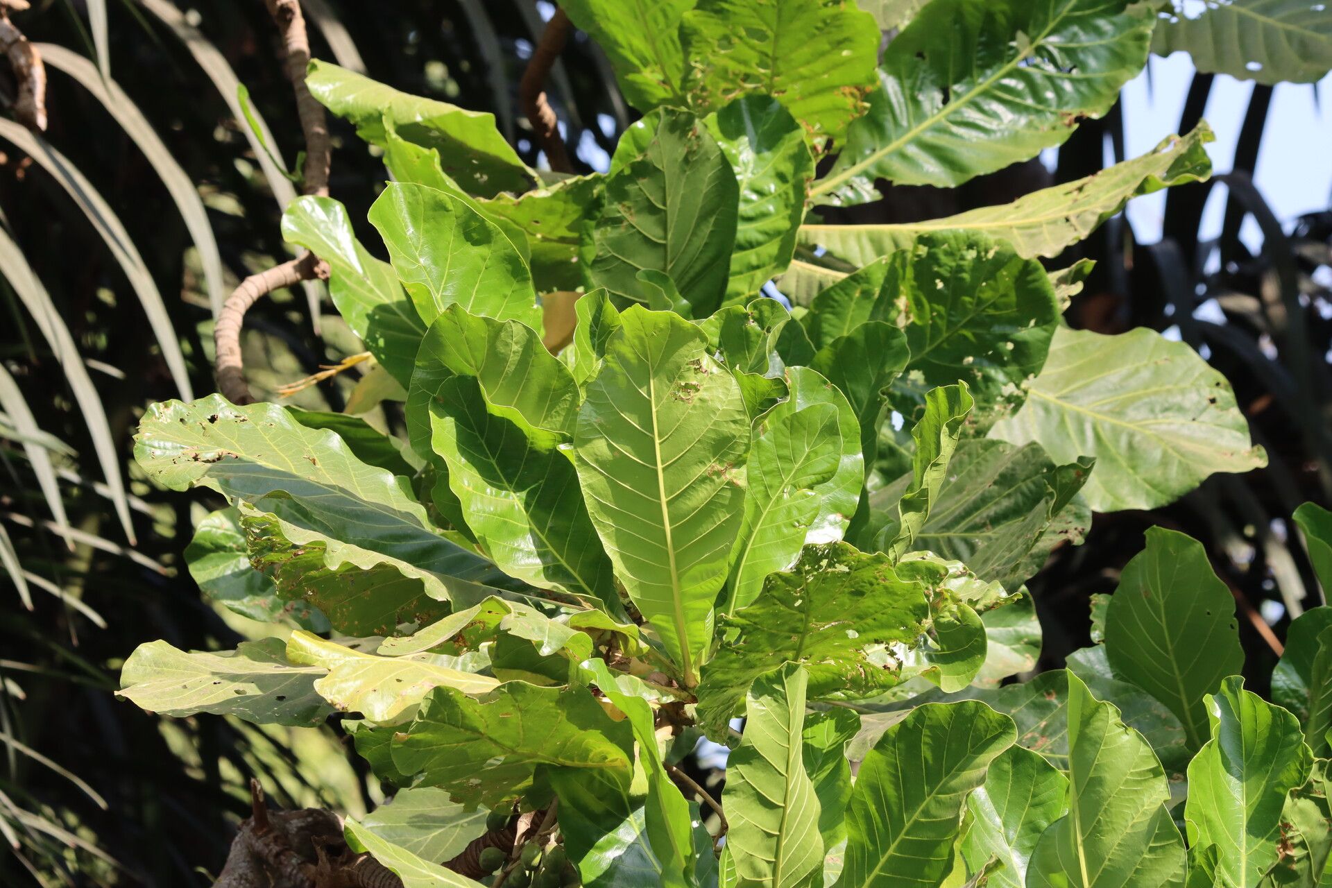 Anthocleista procera leaf
