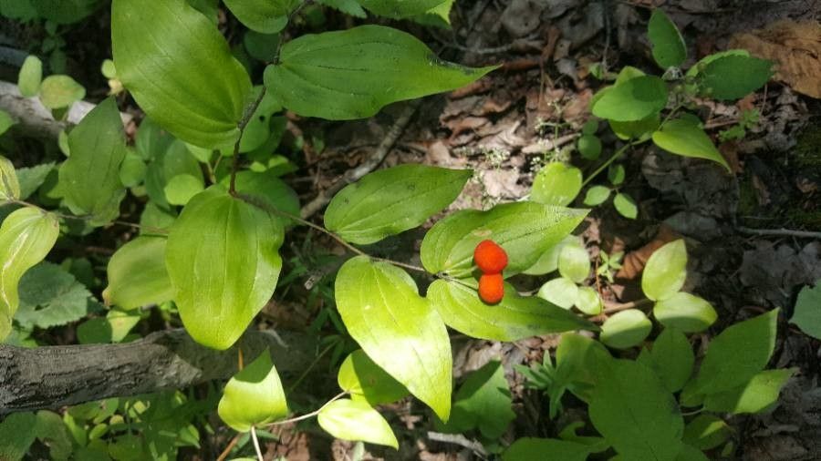 Prosartes trachycarpa leaf