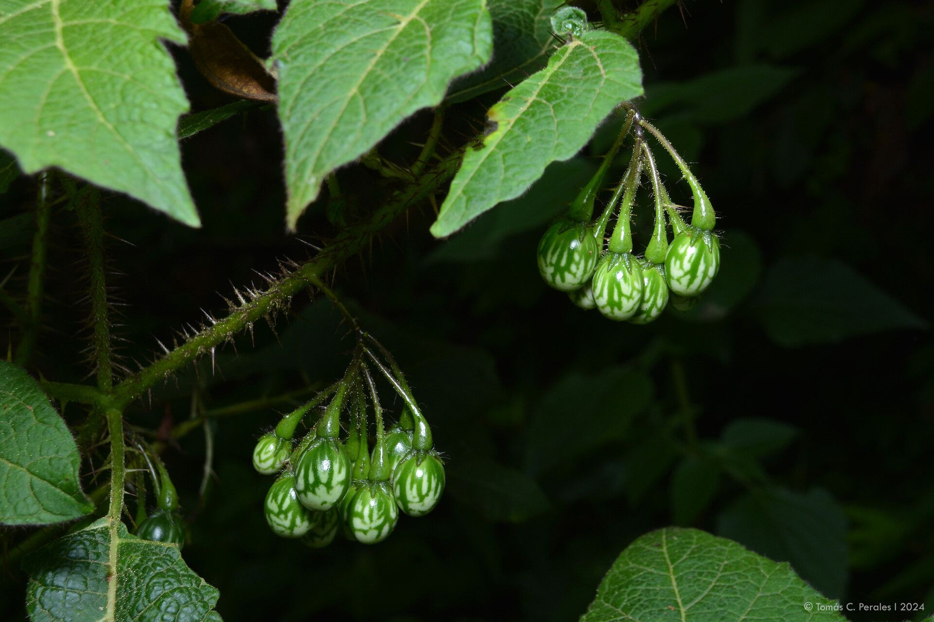 Solanum tenuispinum fruit