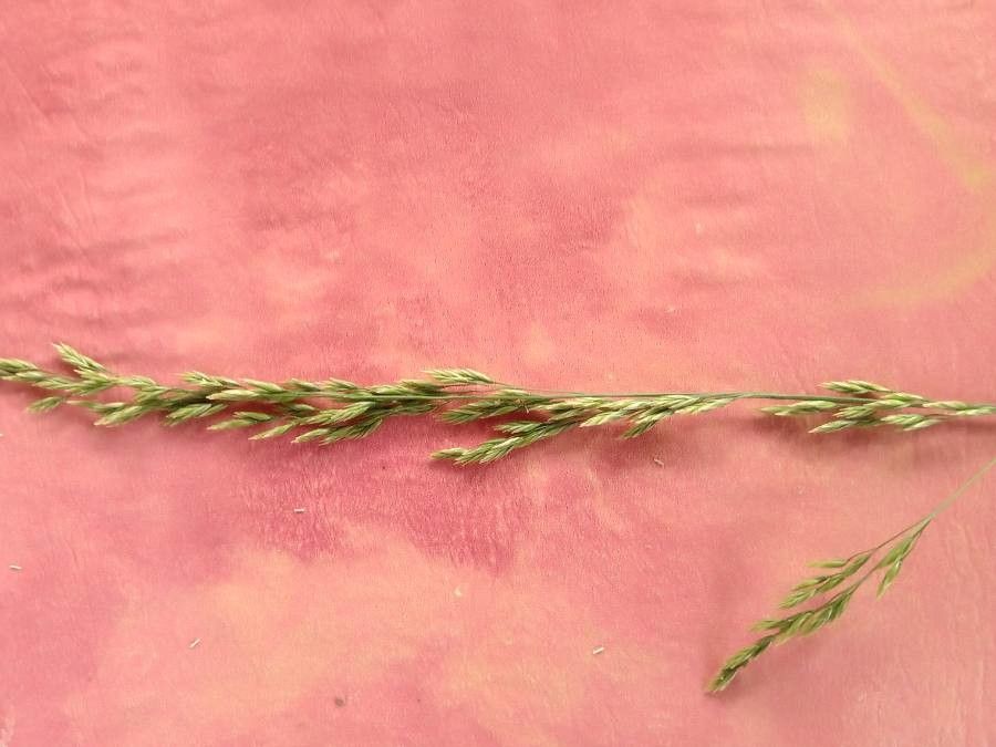 Schedonorus pratensis leaf