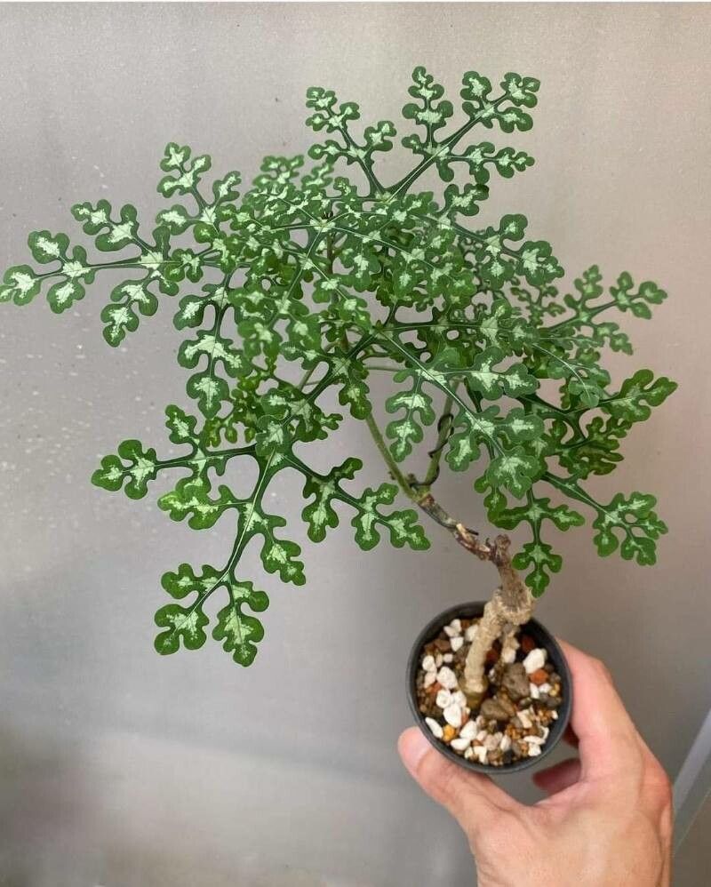 Adenia perrieri leaf