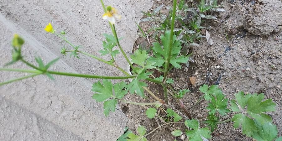 Ranunculus uncinatus — houseplant care guide