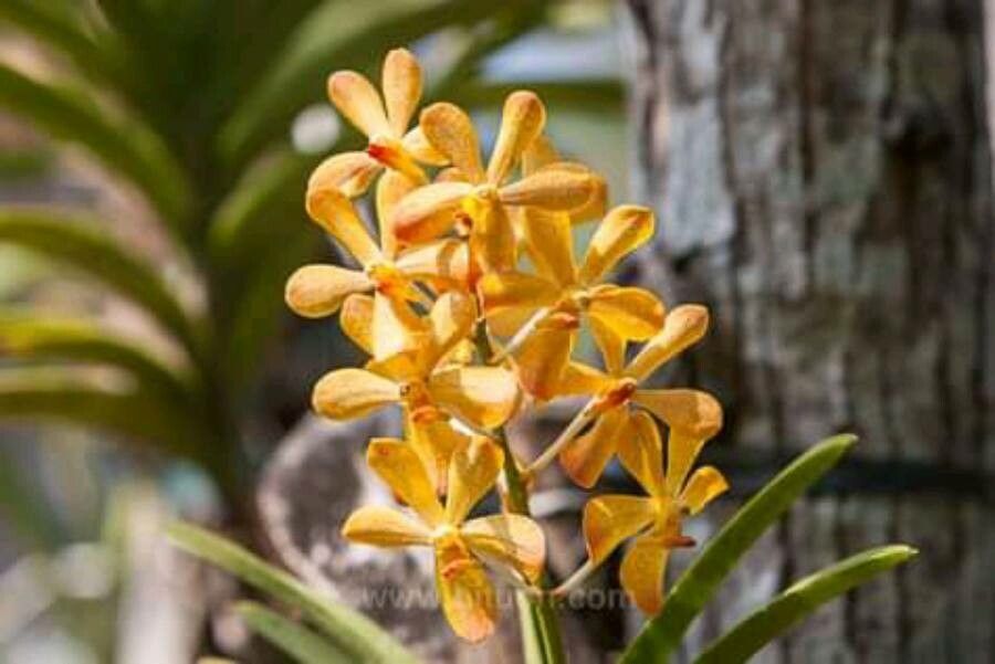 Ascocentrum miniatum flower
