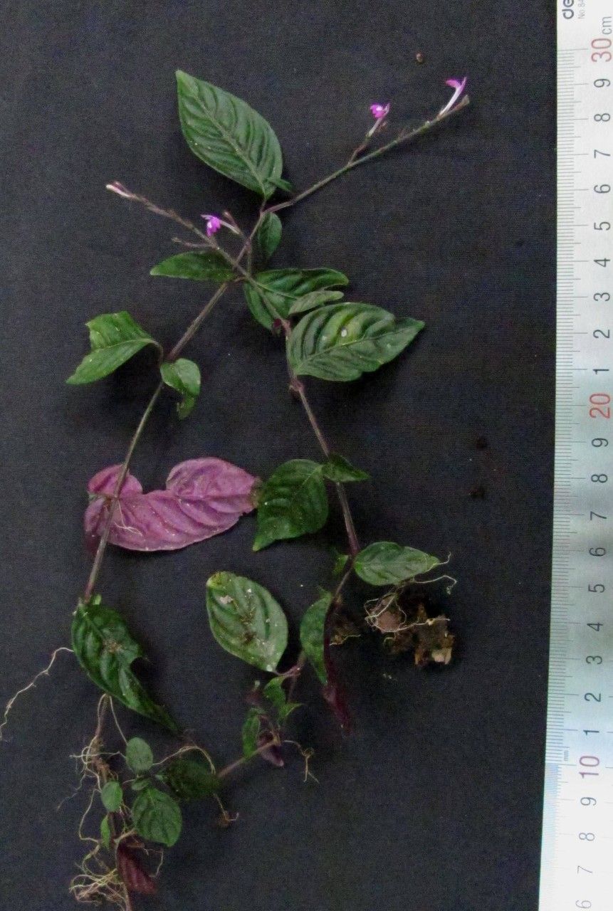 Justicia metallica other