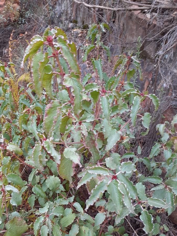 Cistus populifolius — search result for 'Cistus'