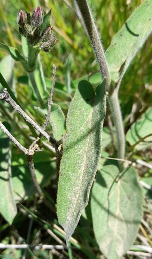 Oxypetalum solanoides leaf