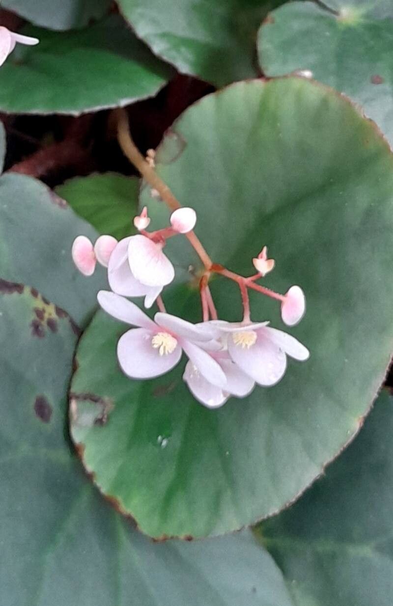 Begonia hughesii flower