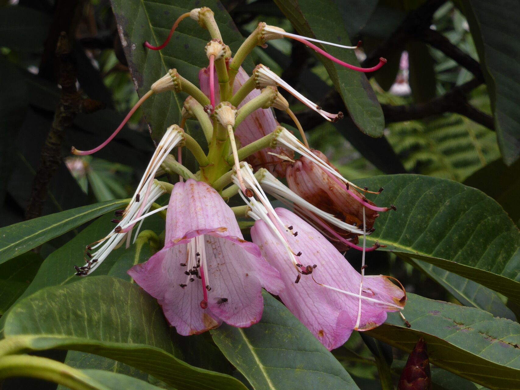 Rhododendron magnificum fruit